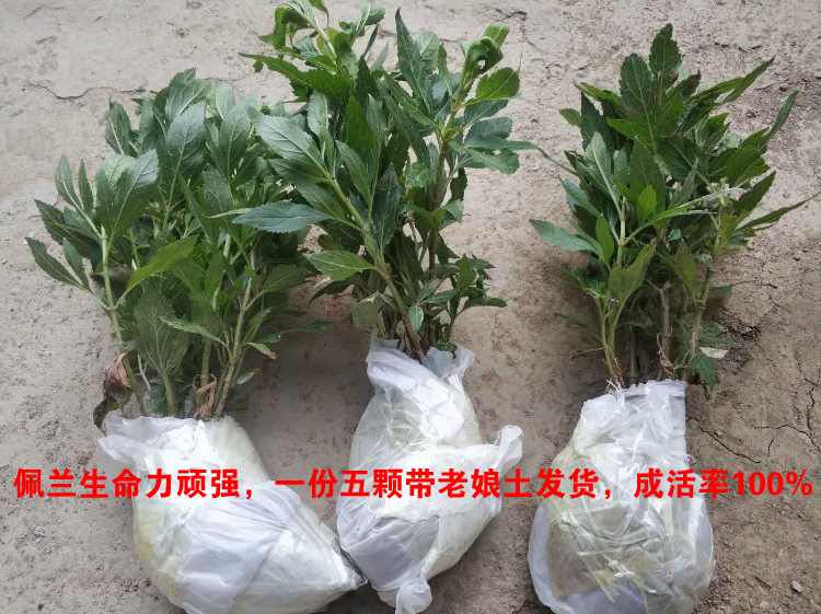 新鲜河南顺香草佩兰省头草兰草香草佩兰大泽枇杷膏中药材草苗带土 - 图3