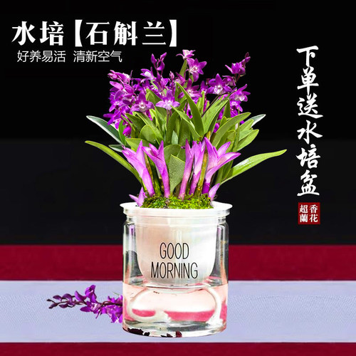 七彩香水石斛兰花四季兰好养绿植浓香型石斛现带花绿植净化空气 - 图3