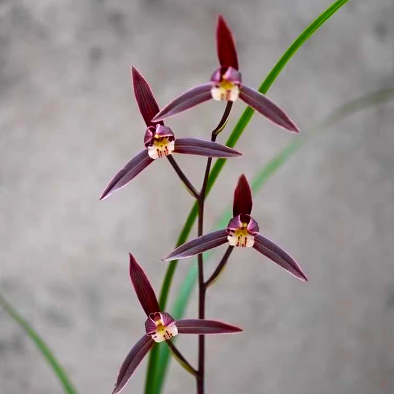 老字号兰花 细叶寒兰 浓幽香型 办公室内盆栽鲜花多肉耐阴绿植,淘宝优惠券,粉丝福利购,淘宝优惠卷