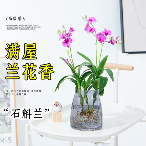 秋石斛兰四季带花苞 泼墨好养水培 水养办公客厅绿植懒人石斛盆栽 - 图0