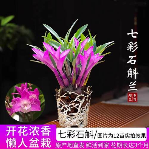 七彩香水石斛兰花四季兰好养绿植浓香型石斛现带花绿植净化空气 - 图2