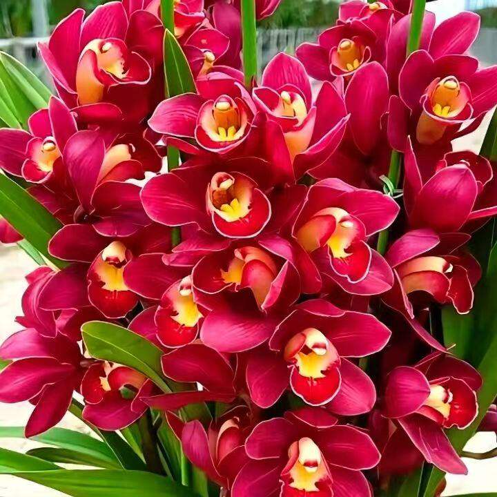 超香 【名贵兰花】报岁兰国兰新品兰花盆栽花开满屋飘香精品花卉,淘宝优惠券,粉丝福利购,淘宝优惠卷