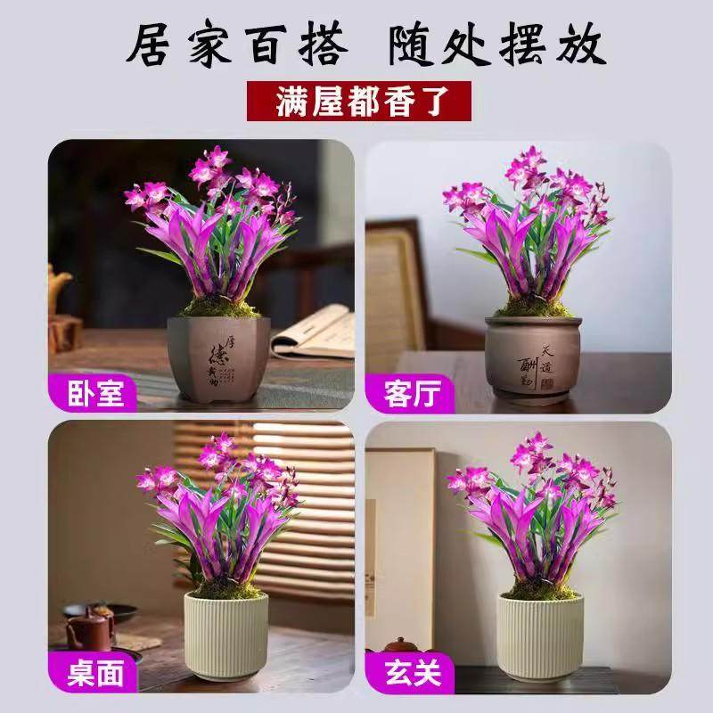 现带花七彩香水石斛兰花四季好养绿植浓香型石斛改善睡眠净化空气,淘宝优惠券,粉丝福利购,淘宝优惠卷