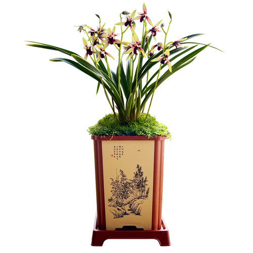 有香味的兰花苗 建兰金尊红颜 四季兰带金边室内阳台花卉盆栽绿植 - 图3