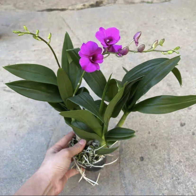 泼墨石斛盆栽现带花苞浓香型兰花卉室内水培植物四季开花好养绿植 - 图2