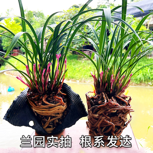 兰花苗盆栽 建兰红富山奇蝶 夏带花苞出售好养花卉四季室内好养 - 图2