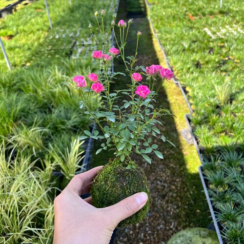 水中美人苔藓球带花小盆栽四季花卉迷你超微月季玫瑰姬月季阳台 - 图3