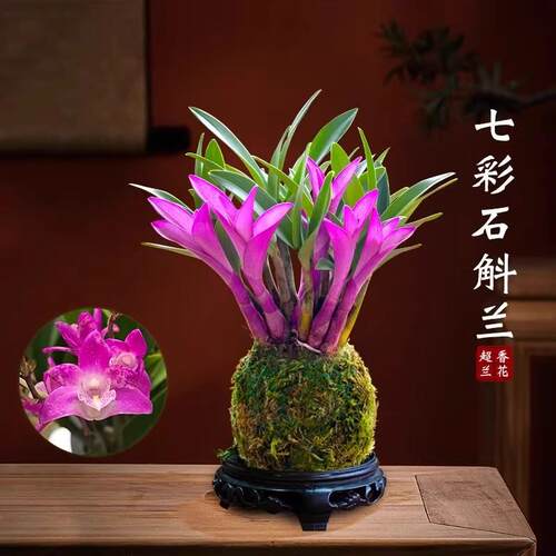 七彩香水石斛兰花四季兰好养绿植浓香型石斛现带花绿植净化空气 - 图0