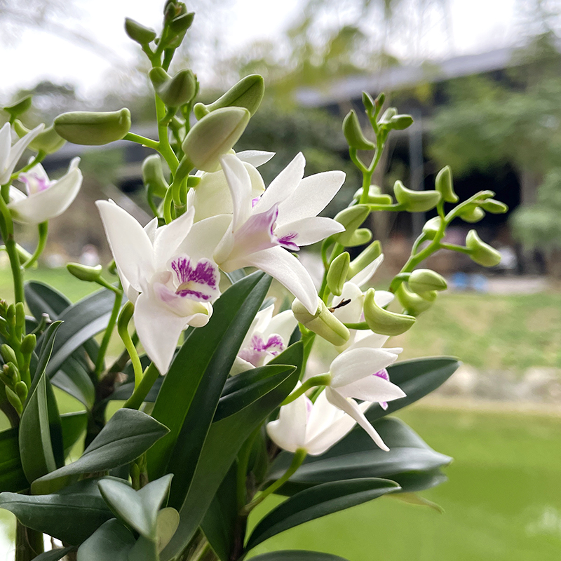 紫云石斛兰室内盆栽冬带花出售淡香兰花植物桌面花卉办公室绿植 - 图1