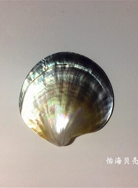 天然珍珠贝大溪地黑碟贝抛光贝首饰海星贝壳海螺摆件贝壳工艺品