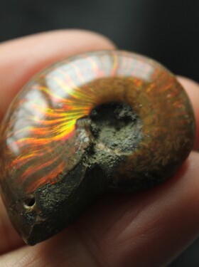 化石天然吊坠项链小号斑彩螺