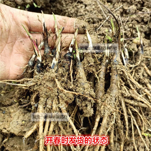 仙茅苗地棕苗独茅根苗独茅苗现挖新鲜仙茅独茅根多年生植物仙茅苗 - 图2