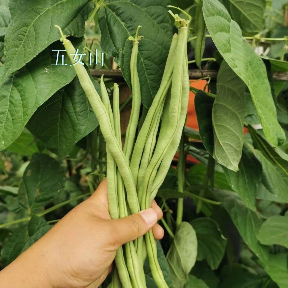 东北食用农产品新鲜架豆王芸豆新鲜 二斤 五斤 顺丰包邮现摘豆角 - 图2