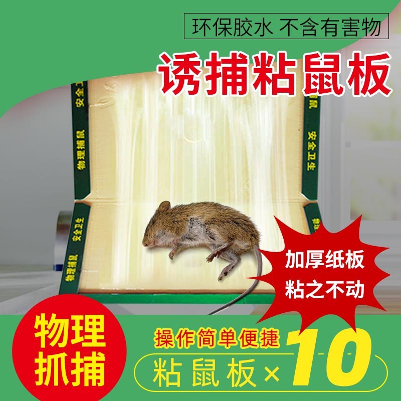 金鹿粘鼠板吱吱板老鼠贴粘灭鼠器老鼠胶药家用加大加厚10片装