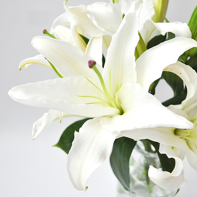 北京鲜花批发家用水养百合花勿忘我花束一周一