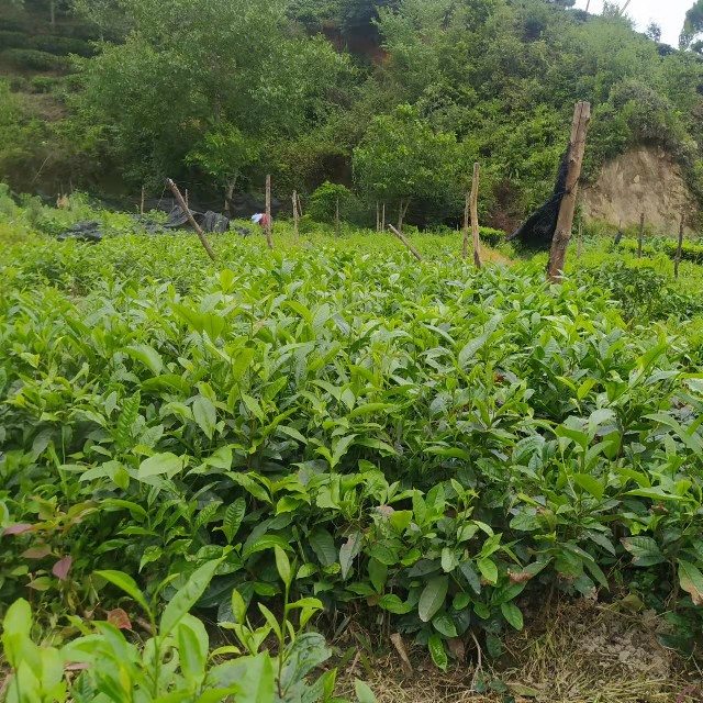 普洱茶苗勐库茶树苗冰岛茶茶籽育云南大叶种茶树苗南北方种植雨季 - 图1