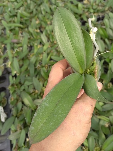蝴蝶兰幼苗1.7寸杯盆栽新品种花卉 室内客厅桌面装饰绿植花卉盆栽 - 图0