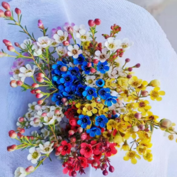 鲜切澳洲腊梅年宵花云南基地直发室内摆放送营养液,淘宝优惠券,粉丝福利购,淘宝优惠卷