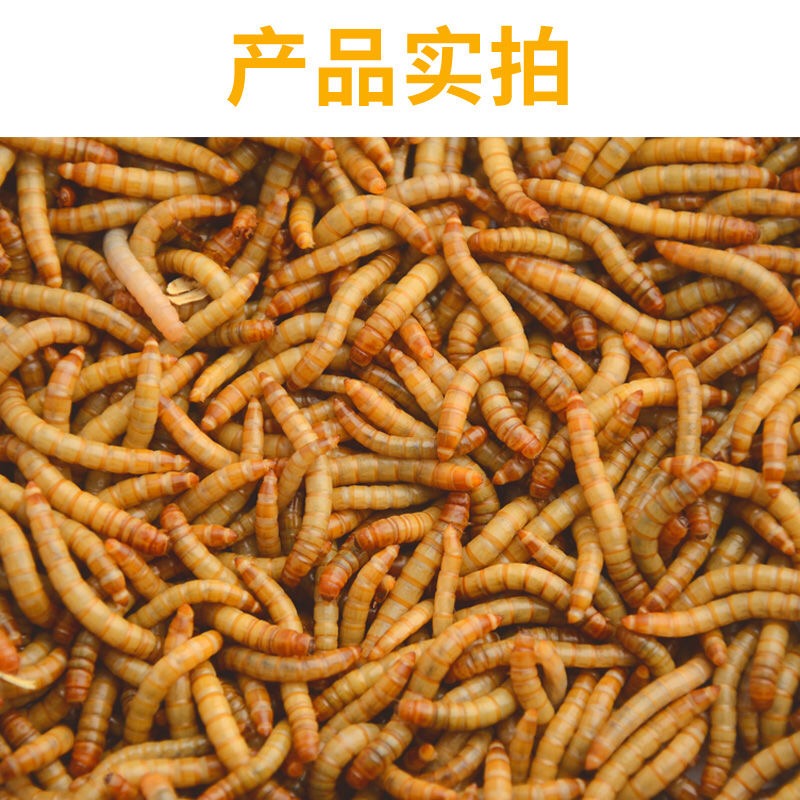 面包虫活体黄粉虫活虫鹦鹉鱼金龙鱼乌龟画眉鸟石蛙饲料包邮-图1