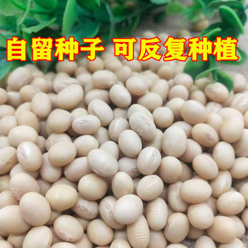 苏北黄豆 老品种椭圆形白皮黄豆 打豆浆豆花豆腐专用豆高蛋白大豆 - 图0