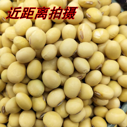 苏北黄豆 老品种椭圆形白皮黄豆 打豆浆豆花豆腐专用豆高蛋白大豆 - 图1