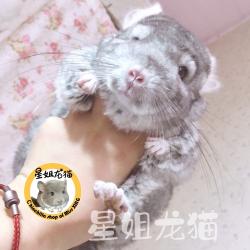 北京龙猫舍纯种龙猫送笼子百只可选米色龙猫活物幼崽宠物