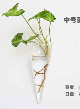 水培幼儿园墙上绿萝悬挂玻璃花瓶