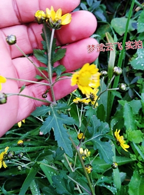 精选 野菊花全草 黄菊花藤 根茎叶花 晒干药材泡茶泡澡泡脚枕芯料