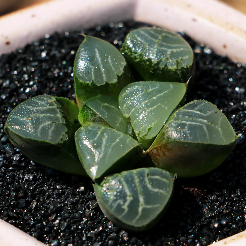 玉露系列月影寿 丸叶月影 克里克特 电路板 十二卷寿多肉植物盆栽