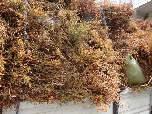 贯叶连翘金丝桃秦岭圣约翰草大对月草小对月草过路黄500g包邮 - 图3