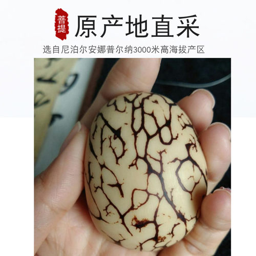 象牙果菩提原料原籽雕刻按个佛头三通DIY白玉菩提子佛心果佛珠 - 图0