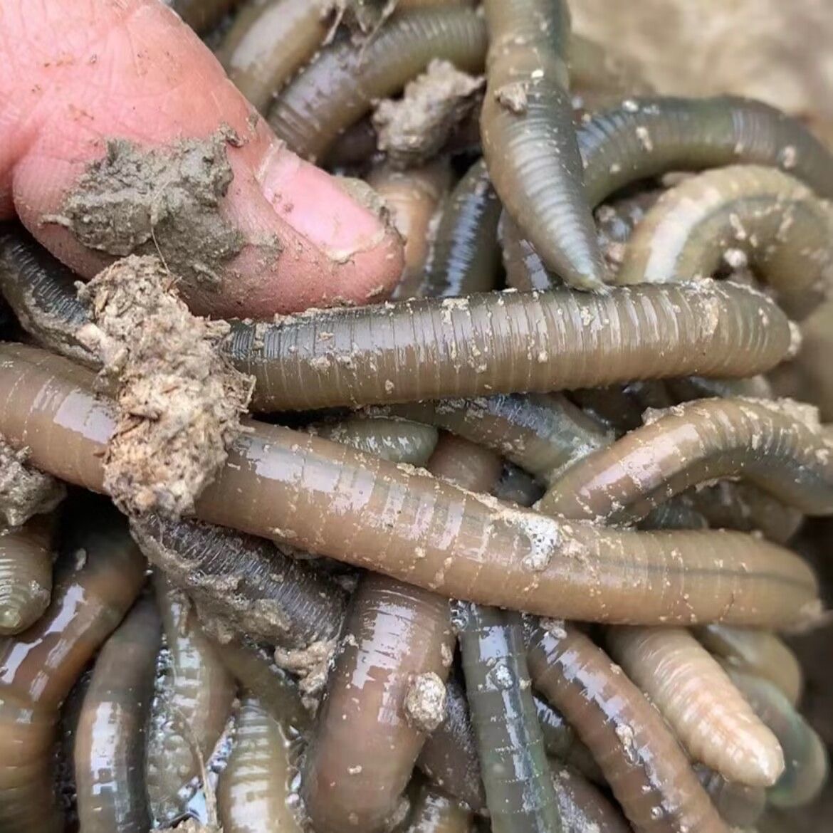 鲜活黑蚯蚓钓黄鳝青蚯蚓特大松土活体臭蚯蚓地龙钓鱼活饵鱼饵 - 图0