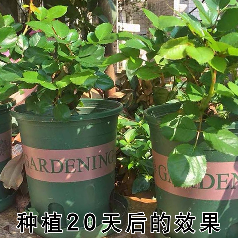 8年玫瑰老桩苗切花月季室内外盆栽庭院植物好养易活四季花开不断-图1