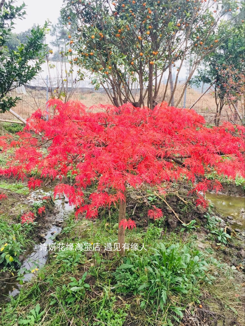 诗妍花缘猩猩枝垂红枫树苗羽毛枫苗猩猩之垂猩猩垂枝羽毛枫 - 图0