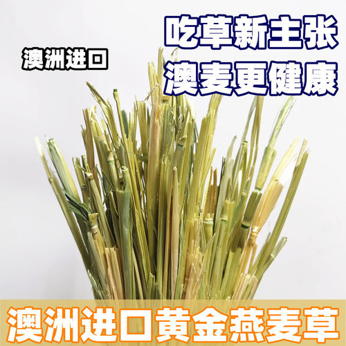 澳麦黄金燕麦草手挑版5A级一番进口兔子豚鼠龙猫干草500g绿澳麦 - 图0