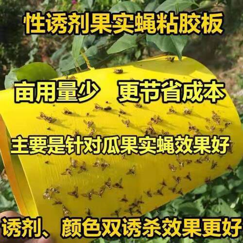 诱敌实蝇粘胶板果蝇诱粘板果园针蜂粘蝇贴瓜果柑橘实蝇食蝇果苍蝇 - 图2
