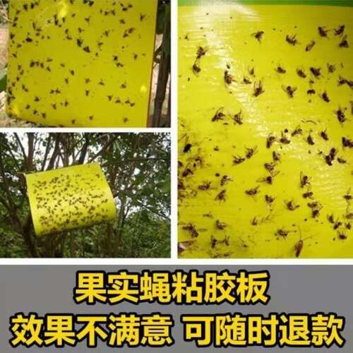 诱敌实蝇粘胶板果蝇诱粘板果园针蜂粘蝇贴瓜果柑橘实蝇食蝇果苍蝇 - 图1