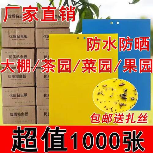 粘虫板黄板双面诱虫板黄色黏板蓝板蓟马灭小飞虫沾杀果蝇大棚果园 - 图0