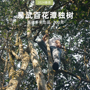 2024春茶现货 一生茶语易武同庆河百花潭独树古树茶 普洱茶生茶