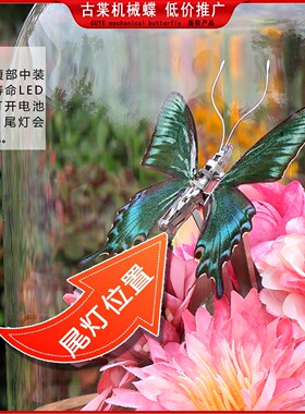 绿带翠凤蝶蝶蝴蝶标本真蝴蝶玻璃罩摆件进口玄关礼品生日礼物