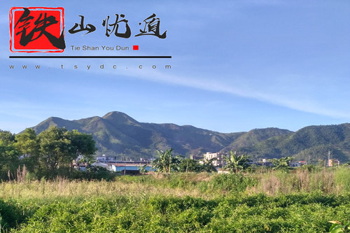 铁山马来西亚直立蔓生黑面将军脆叶马兰建议搭配忧遁草尼基罗草用 - 图2