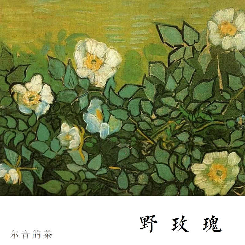 白色水仙 新人首單立減十元 22年1月 淘寶海外 白色水仙 新人首單立減十元 22年1月 淘寶海外