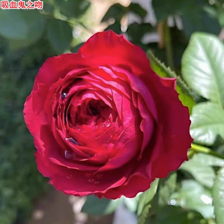 【沙海园艺】玫瑰花苗多季开花易活月季扦插小苗室内阳台盆栽,淘宝优惠券,粉丝福利购,淘宝优惠卷