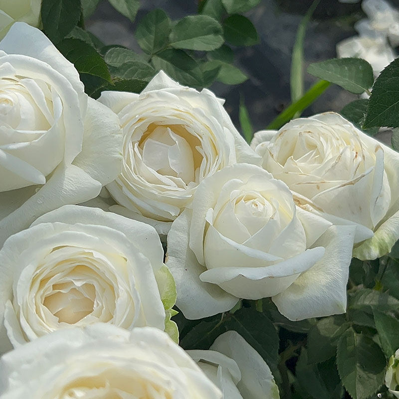 婚礼之路 日本月季 抗病性好 直立 特别浓香 大花 盆栽地栽花卉,淘宝优惠券,粉丝福利购,淘宝优惠卷