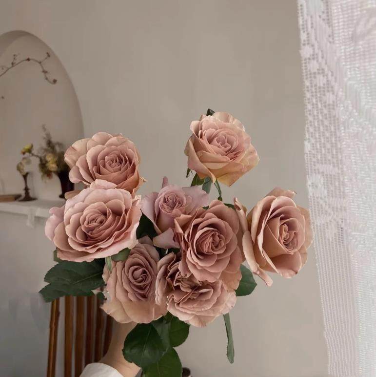 【沙海园艺】玫瑰花苗多季开花易活月季扦插小苗室内阳台盆栽,淘宝优惠券,粉丝福利购,淘宝优惠卷