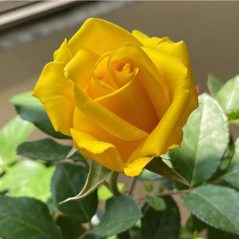 【沙海园艺】苏格兰黄油月季花苗大花切花盆栽庭院阳台花卉植物,淘宝优惠券,粉丝福利购,淘宝优惠卷