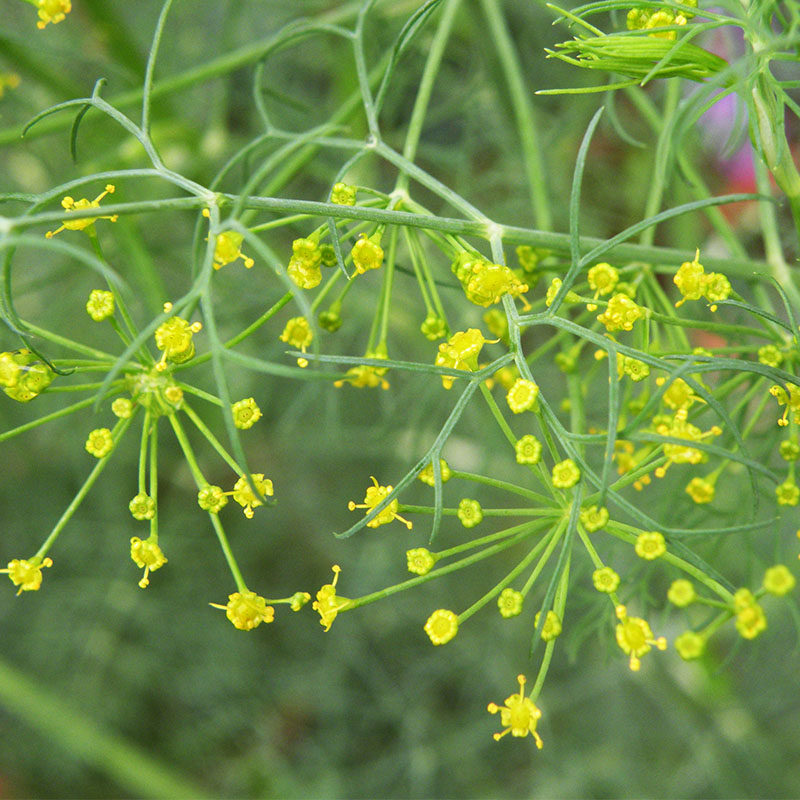 广西千里香莳萝籽馄饨汤调料配方香辛料粉调料大全发250g非500g装,淘宝优惠券,粉丝福利购,淘宝优惠卷