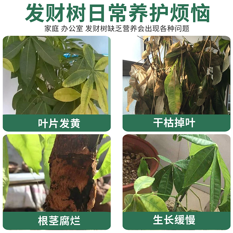 发财树黄叶枯叶烂根专用药掉叶黄斑白斑病叶斑病杀菌剂肥料营养液 - 图1