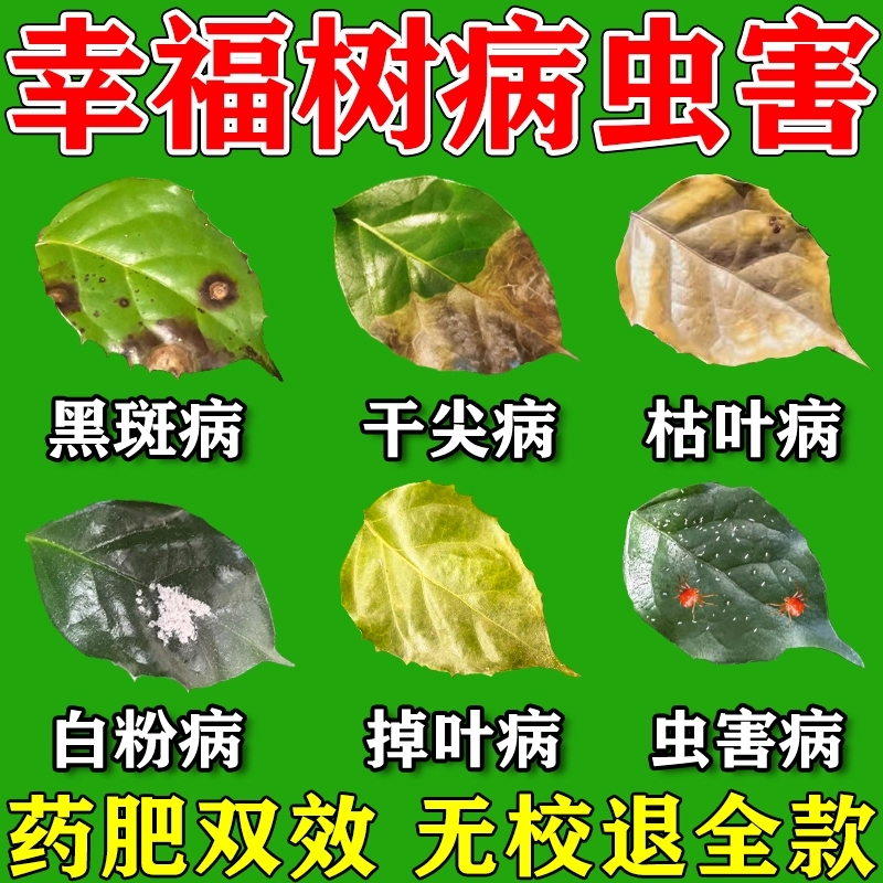 幸福树黑斑病叶斑病炭疽病杀菌幸福树病害防治掉叶枯萎黄叶专用肥 - 图0
