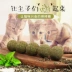 Catnip Lollipop Cat Toy Wood Scorpio Snacks Molar Stick Catnip Ball Funny Cat Stick 4 Pack - Đồ ăn nhẹ cho mèo